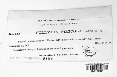 Collybia image